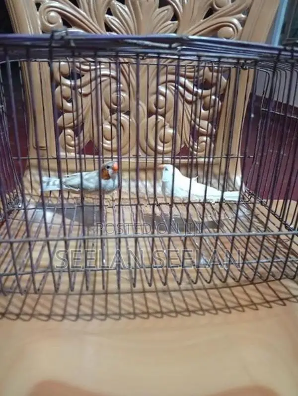 Fingers Birds