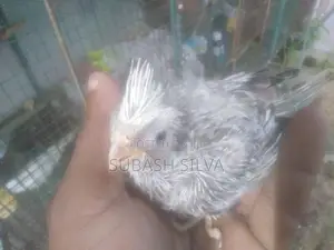 Cockatiel Chick