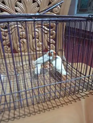 Fingers Birds