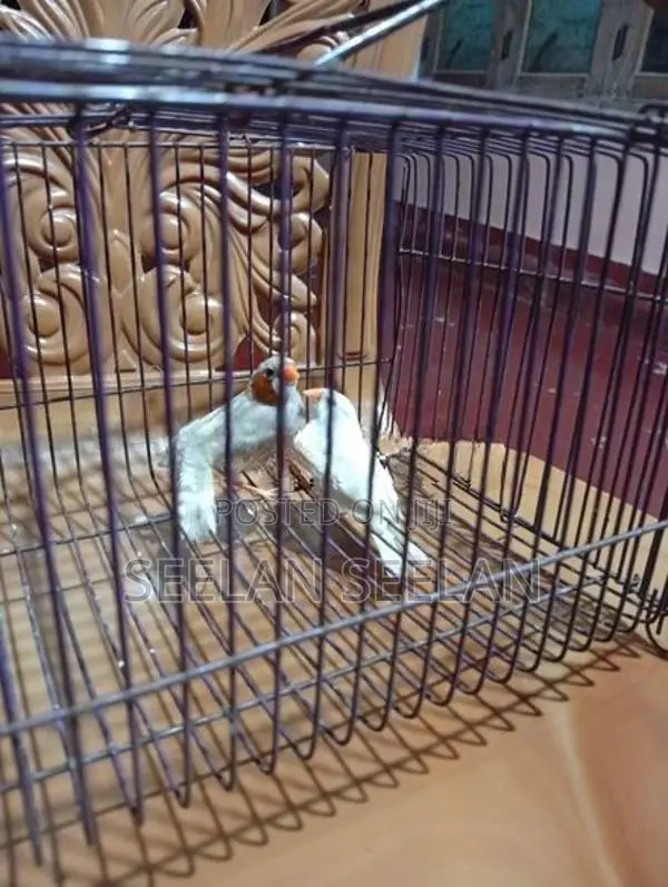 Fingers Birds