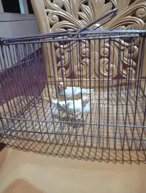 Fingers Birds