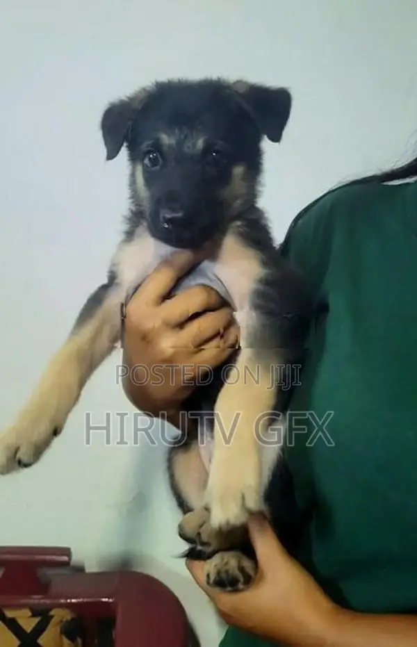 German Shepherd Puppy