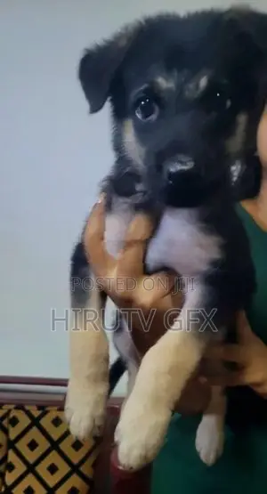 German Shepherd Puppy