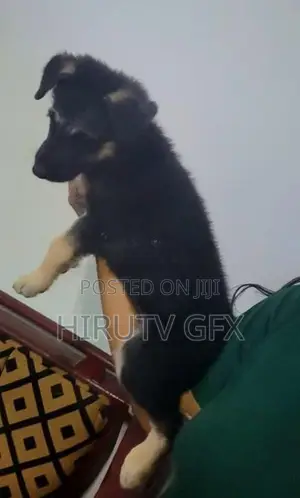 German Shepherd Puppy
