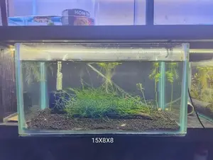 2 Fish Tank