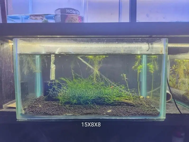 2 Fish Tank