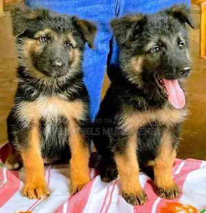 German Shepherd Lonkot