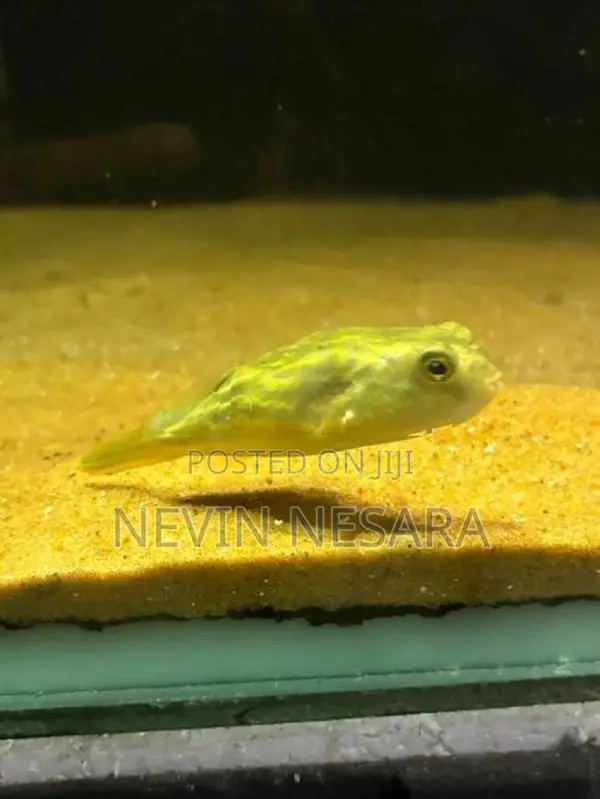 Puffer Fish