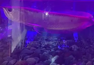Arowana Silver