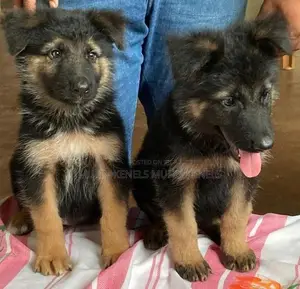 German Shepherd Lonkot