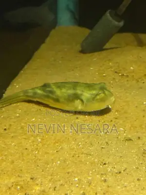 Puffer Fish
