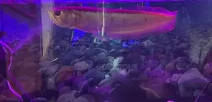 Arowana Silver