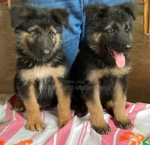 German Shepherd Lonkot