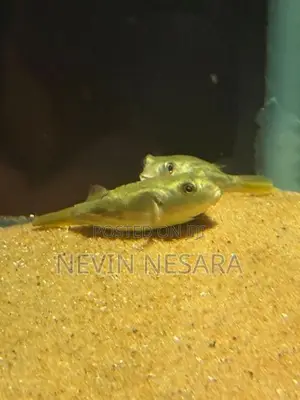 Puffer Fish