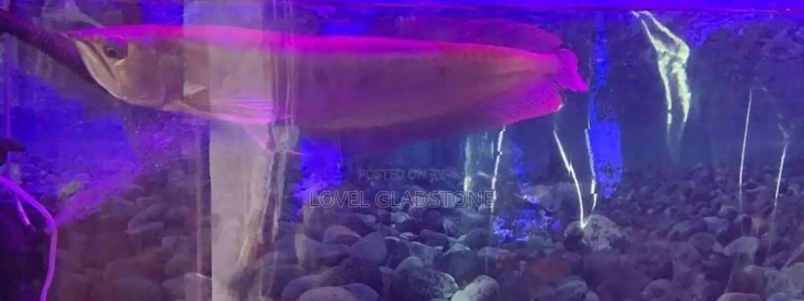 Arowana Silver