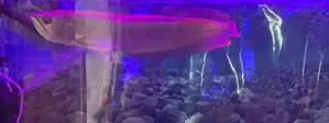 Arowana Silver