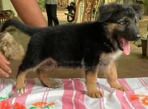 German Shepherd Lonkot