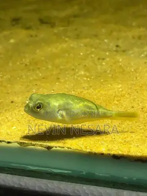 Puffer Fish