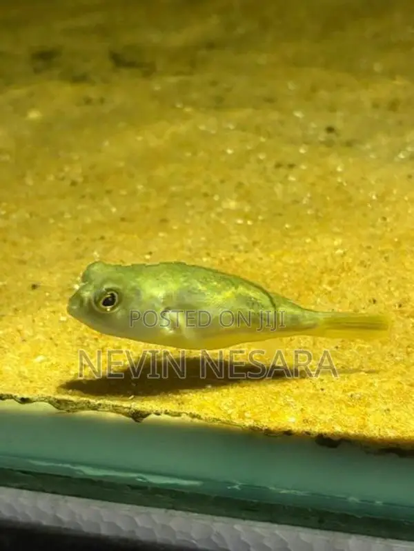 Puffer Fish