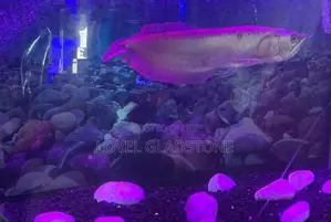 Arowana Silver