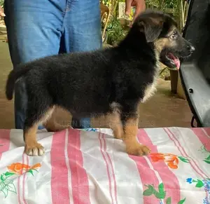 German Shepherd Lonkot