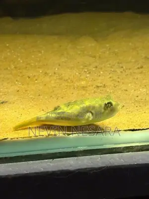 Puffer Fish