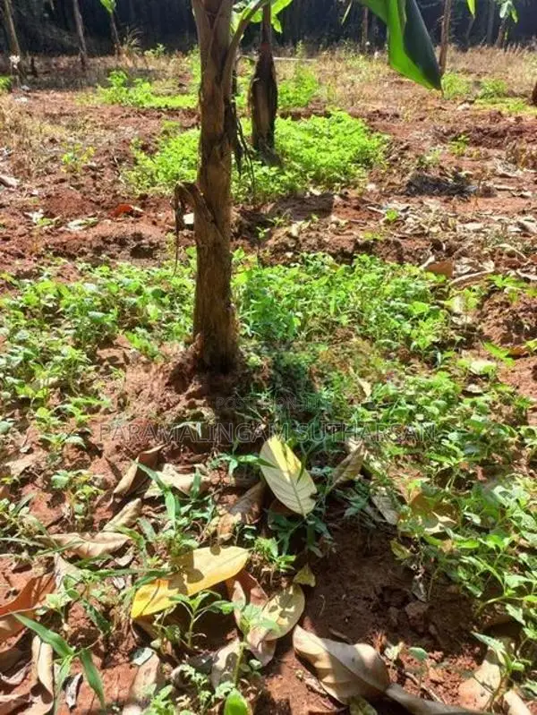 செவ்வாழைக் குட்டிகள் Plant
