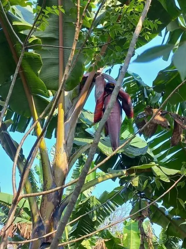 செவ்வாழைக் குட்டிகள் Plant