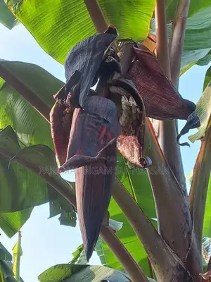 செவ்வாழைக் குட்டிகள் Plant