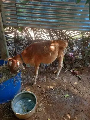 Farm Cow
