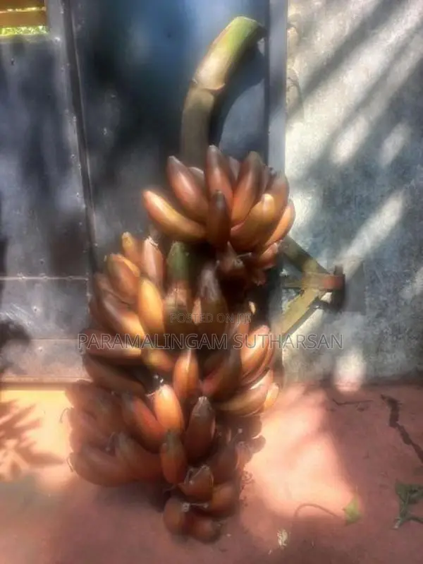 செவ்வாழைக் குட்டிகள் Plant