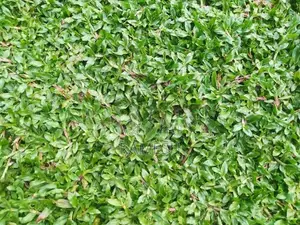 Malaysian Grass