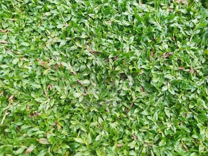 Malaysian Grass
