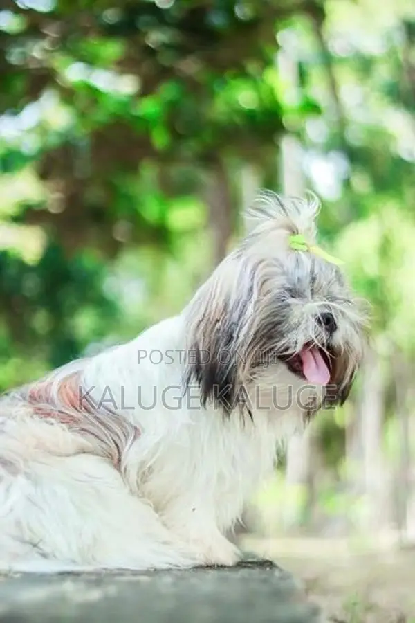 Shih Tzu Puppy