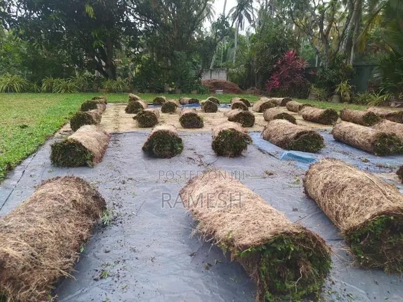Malaysian Grass