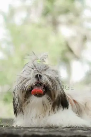 Shih Tzu Puppy
