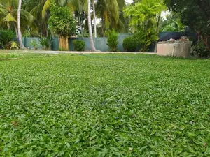Malaysian Grass