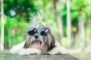 Shih Tzu Puppy