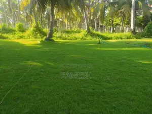 Malaysian Grass