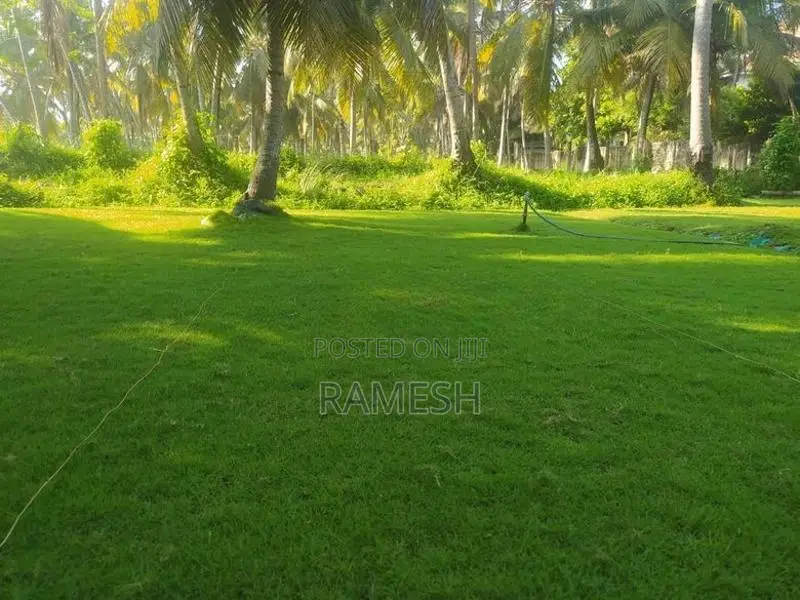 Malaysian Grass