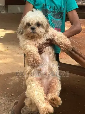 Shih Tzu Puppy