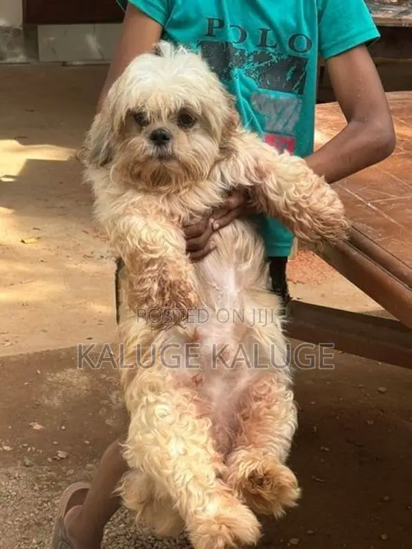 Shih Tzu Puppy