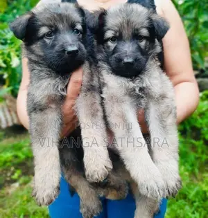 German Shepherd Puppies