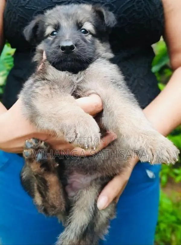 German Shepherd Puppies