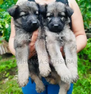 German Shepherd Puppies