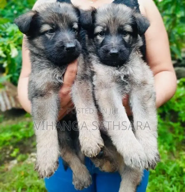 German Shepherd Puppies