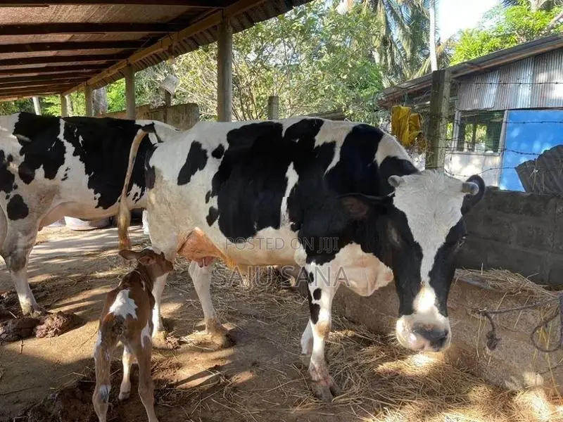 Female Cows