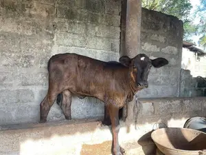 Female Cows