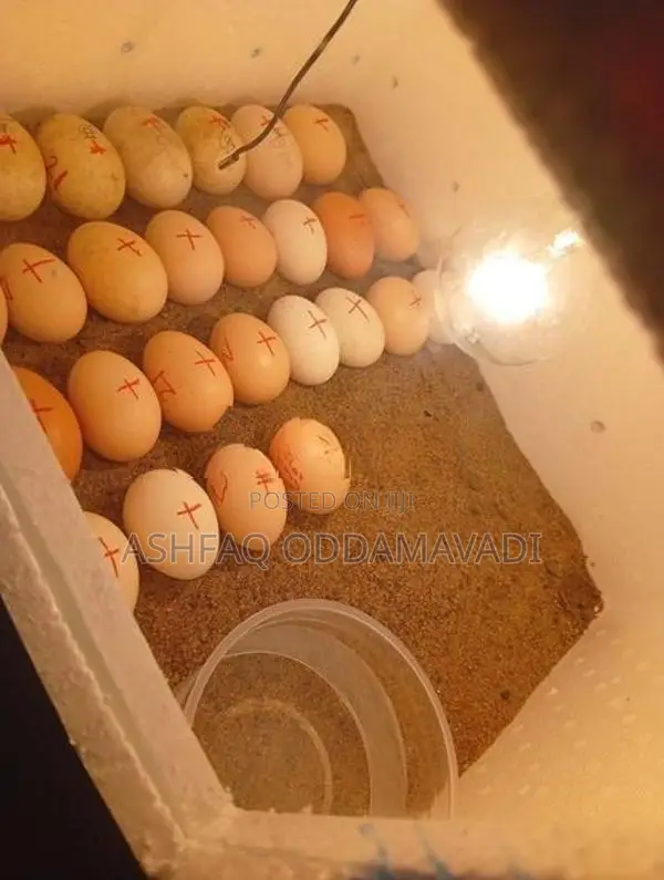 Incubator Machine
