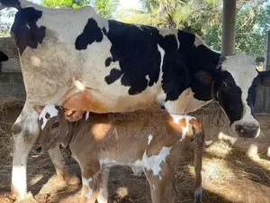 Female Cows